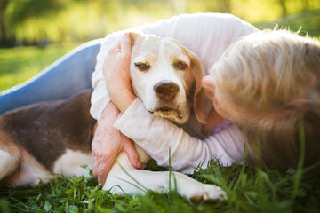 A calm dog resting cozily under a soft blanket — the kind of safe-den setup that helps anxious dogs cope with fireworks and loud noises