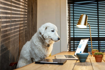 A dog sitting at a laptop, looking at the screen — a playful image of the careful research and product sourcing that goes into every item on Midello