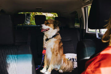 A dog safely secured in a car with a proper seat belt harness — the kind of setup that protects both your dog and your passengers during sudden brakes and crashes