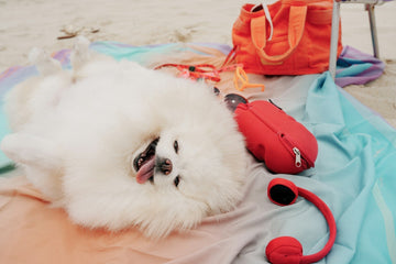 A dog panting in warm weather — one of the early signs of heat stress that every dog owner should learn to recognize