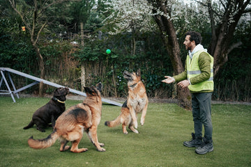 Dogs sitting attentively during training with owner