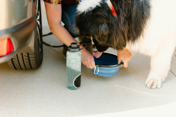 Dog eating from  bowl with water bottle nearby