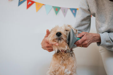 White fluffy dog being brushed during grooming session
