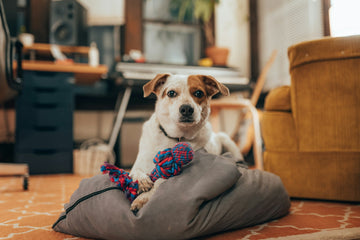 Dog playing with colorful rope toy
