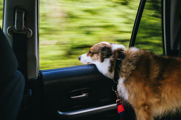 Golden labrador looking out car window during road trip