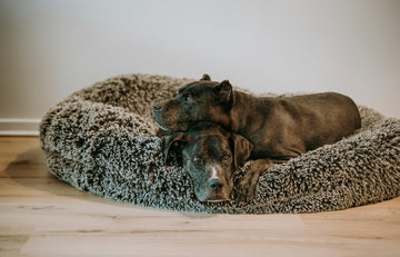Dogs sleeping peacefully in cozy round bed