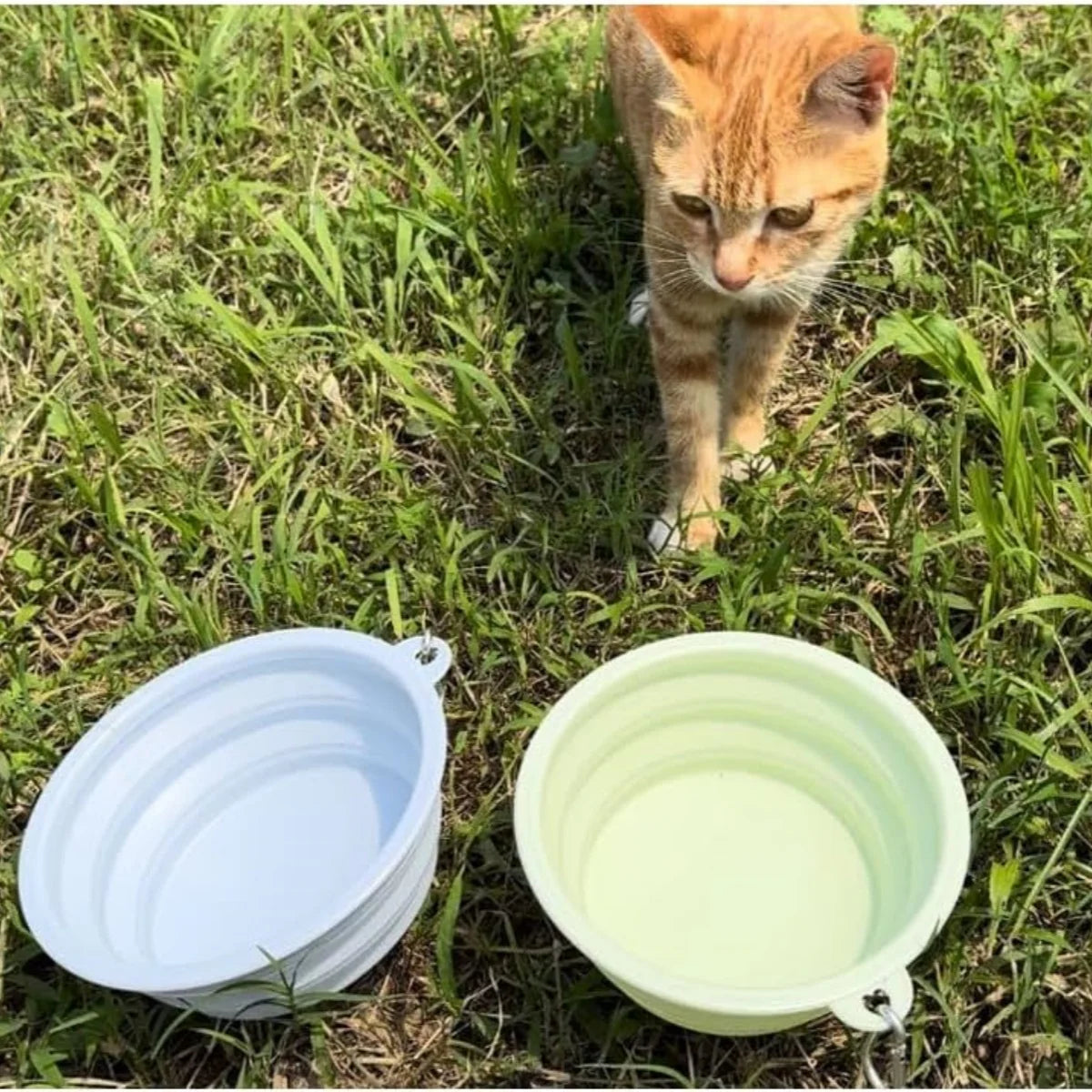 Experience Effortless Pet Care on the Go!
